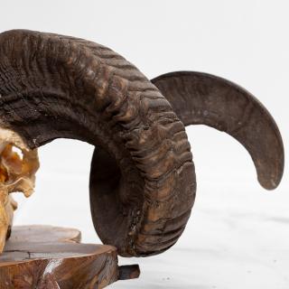 Photo Textures of Mouflon Skull Antlers